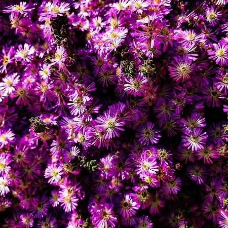 Appartamento Lunamora 4 *