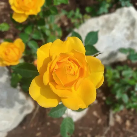 Appartamento Lunamora 4 Rodi Garganico