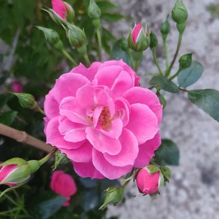 شقة Lunamora 4 رودي غارغانيكو