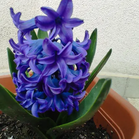 Appartamento Lunamora 4