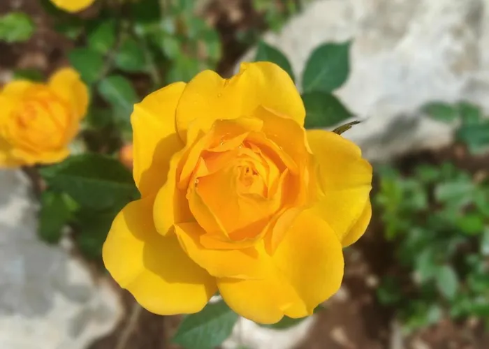 アパート Lunamora 4 ローディ・ガルガーニコ