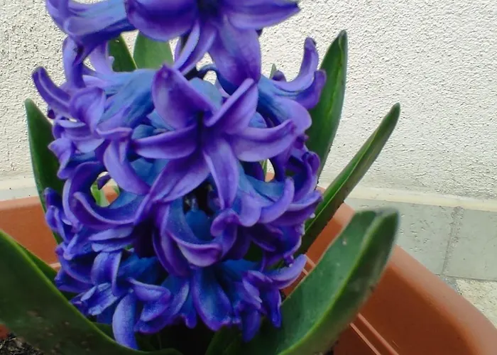 Apartment Lunamora 4